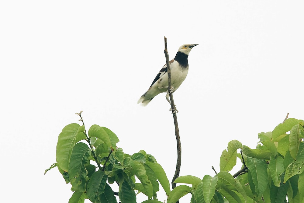a bird is perched on a tree branch