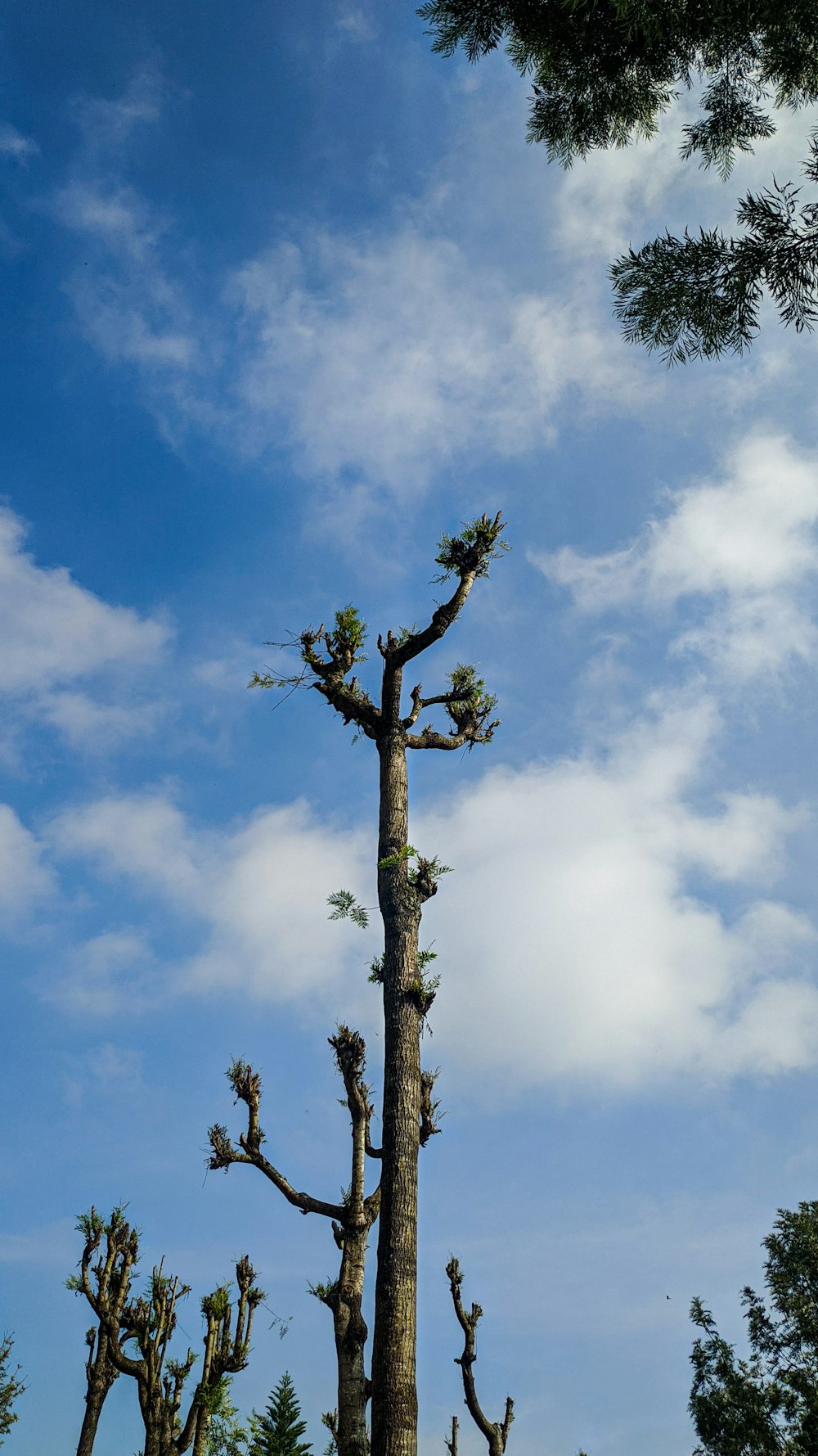 a tall tree with no leaves on it