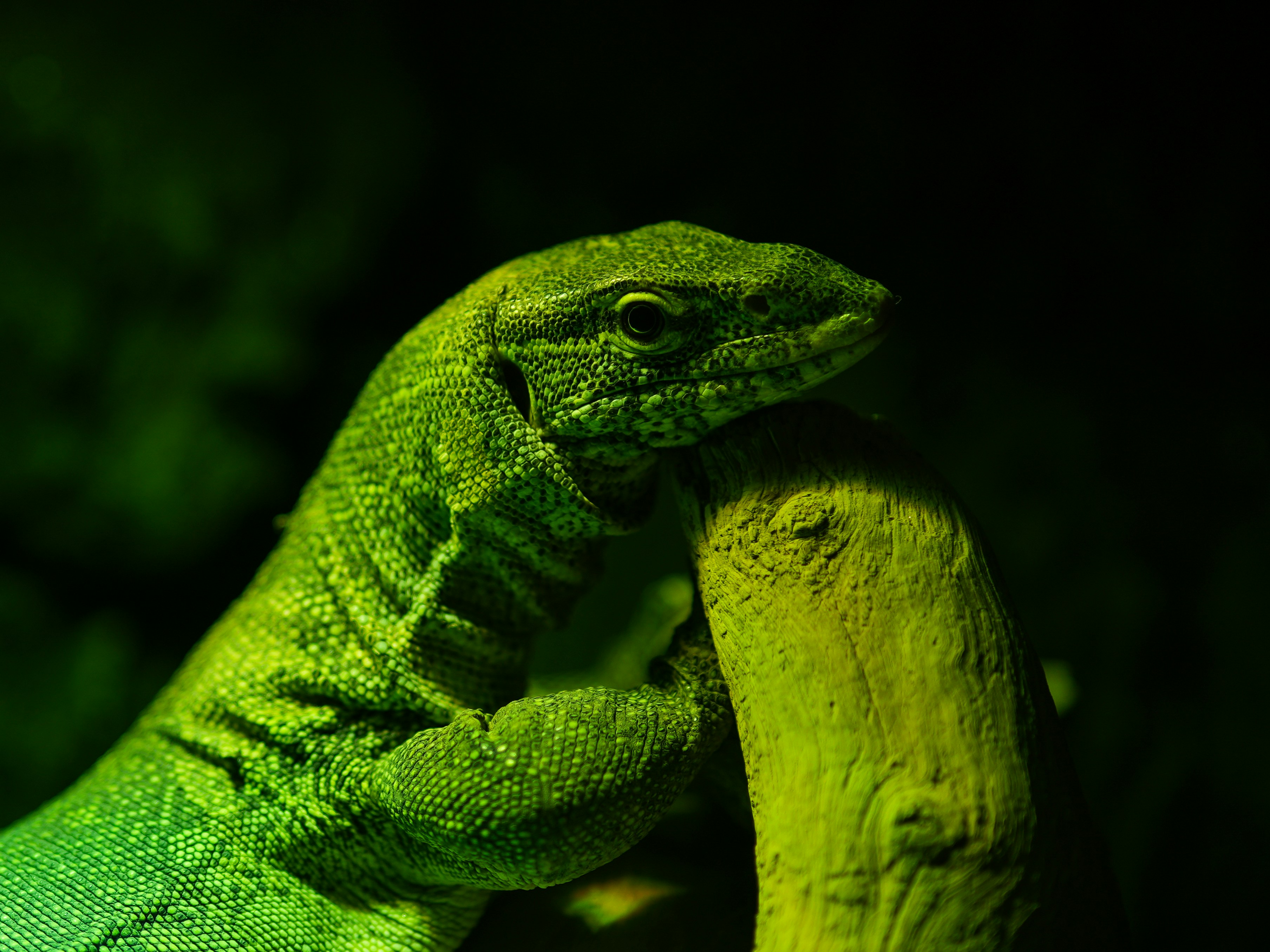 The Science Behind the Skeletal Glow (image credits: unsplash)