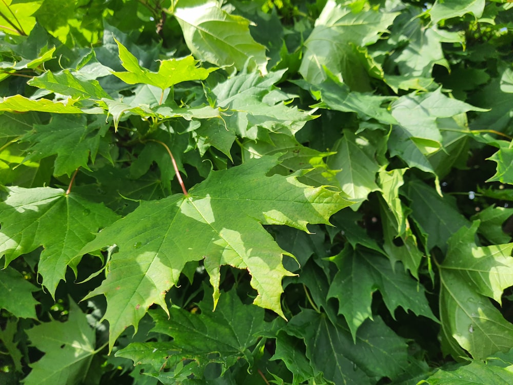 a close up of a leafy tree with lots of green leaves