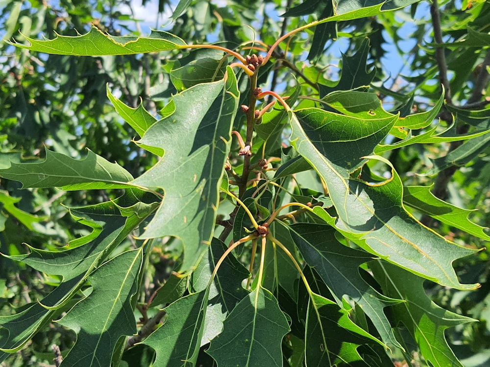 a close up of a leafy tree with lots of leaves