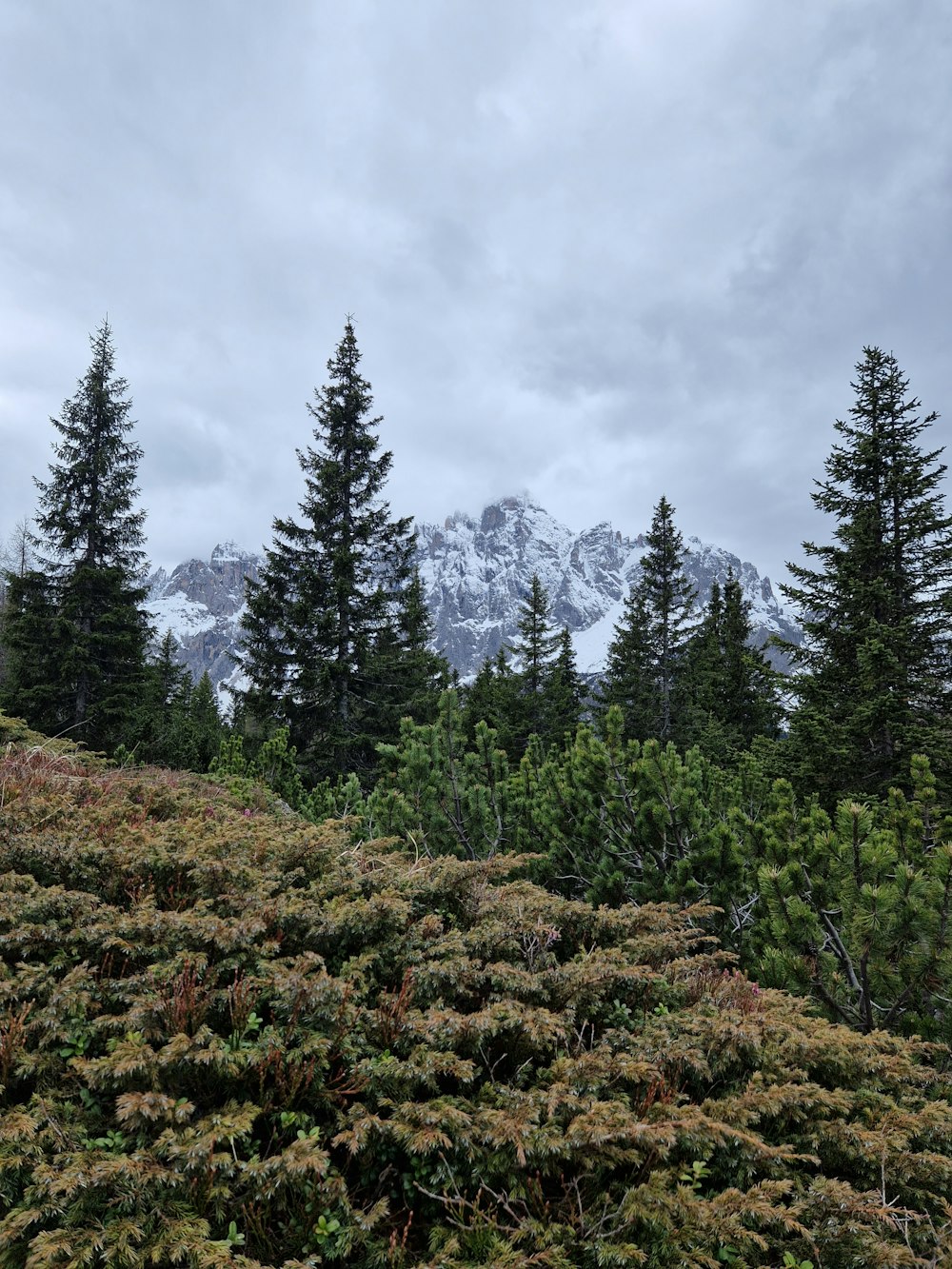 a view of a mountain range with trees in the foreground