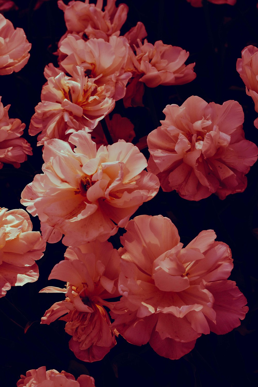 a bunch of pink flowers that are blooming