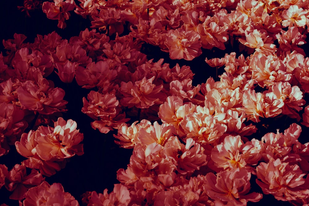 a bunch of pink flowers that are blooming