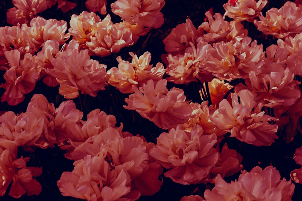 um ramo de flores cor-de-rosa que estão florescendo