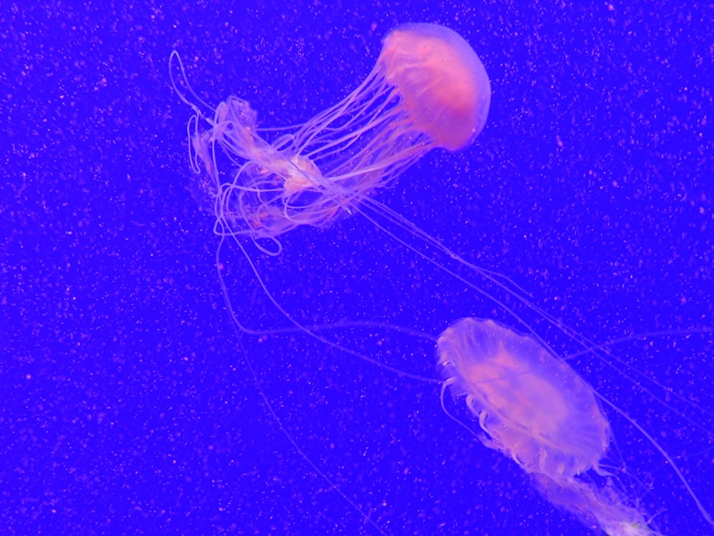 a couple of jellyfish swimming in a tank