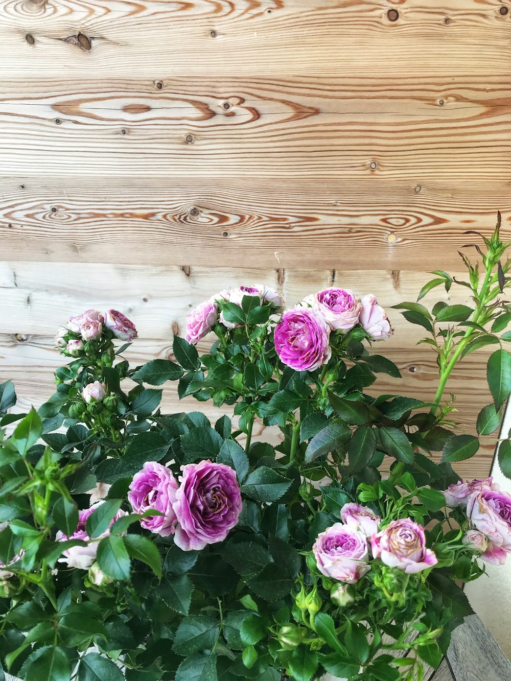 a potted plant with pink flowers on a table