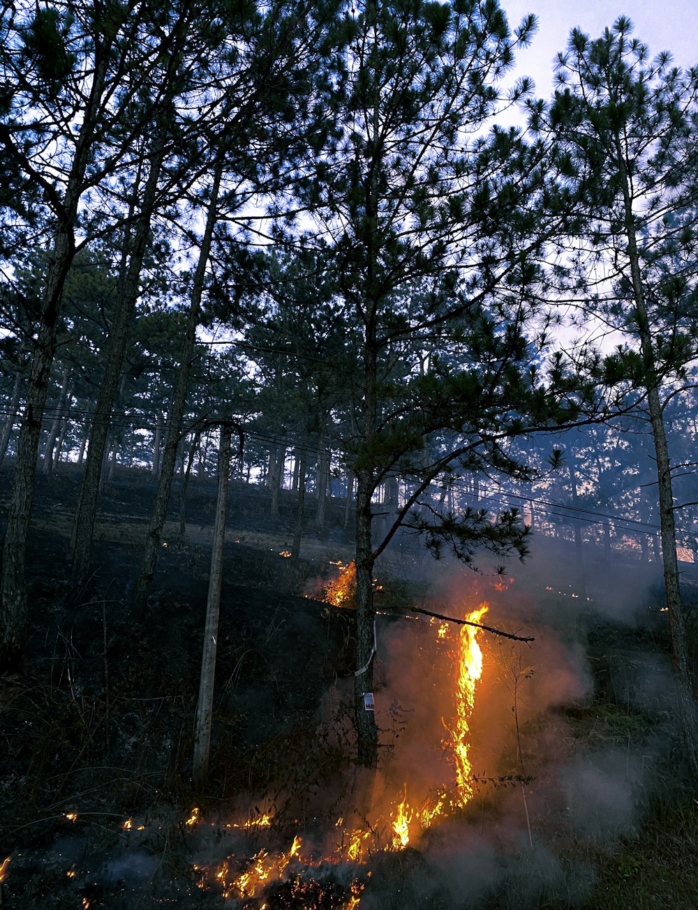 a forest filled with lots of fire and lots of smoke