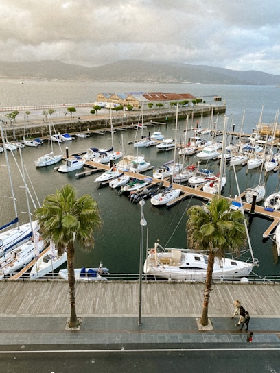a marina filled with lots of boats and palm trees