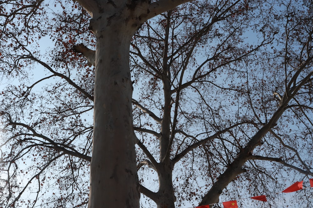 a tree with red flags in the background