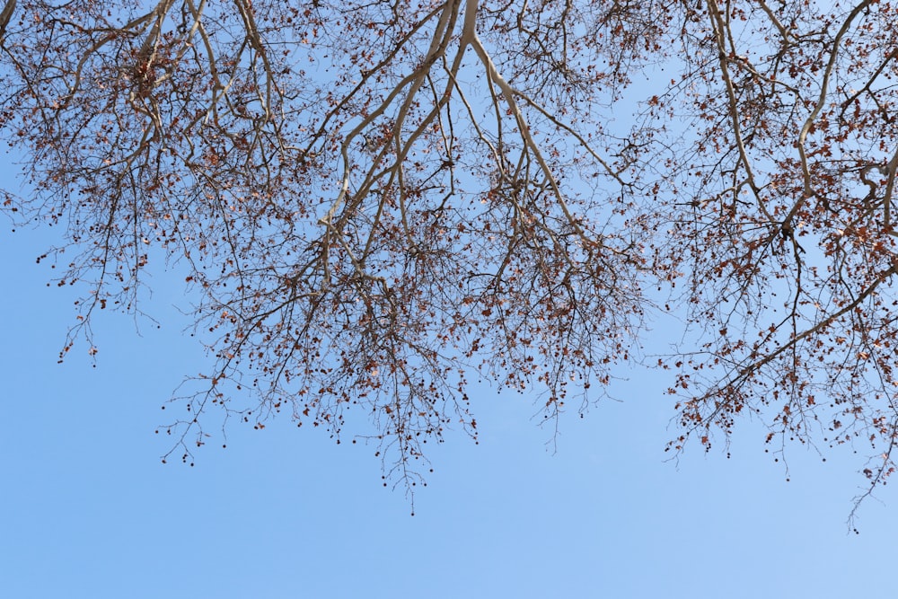 the branches of a tree against a blue sky