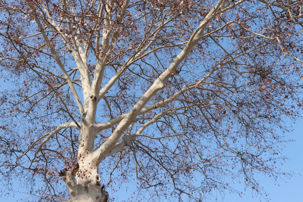 a tree with no leaves and a blue sky in the background