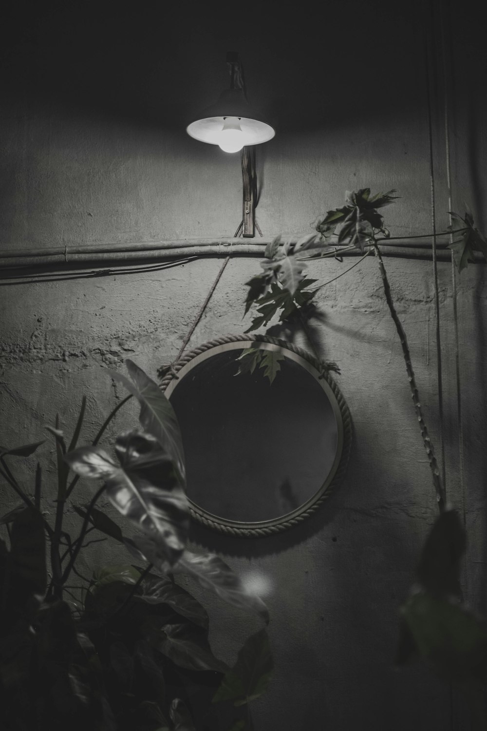 a black and white photo of a plant and a mirror