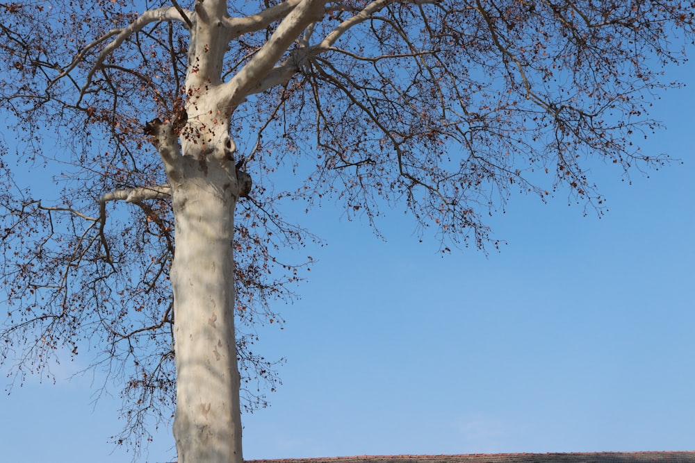 a tree with no leaves and a blue sky in the background