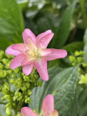 A delicate pink flower with soft, overlapping petals surrounded by vibrant green leaves and unopened buds. The contrast between the pastel pink and lush green creates a visually appealing scene.
