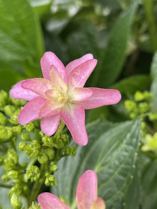A delicate pink flower with soft, overlapping petals surrounded by vibrant green leaves and unopened buds. The contrast between the pastel pink and lush green creates a visually appealing scene.
