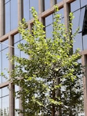 A green tree with lush foliage stands in front of a modern glass building. The building's windows reflect the sky and surrounding environment, creating a clean and urban aesthetic.