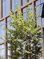 A green tree with lush foliage stands in front of a modern glass building. The building's windows reflect the sky and surrounding environment, creating a clean and urban aesthetic.