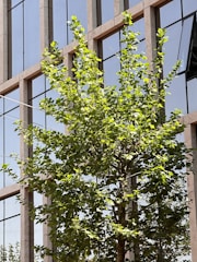 A green tree with lush foliage stands in front of a modern glass building. The building's windows reflect the sky and surrounding environment, creating a clean and urban aesthetic.