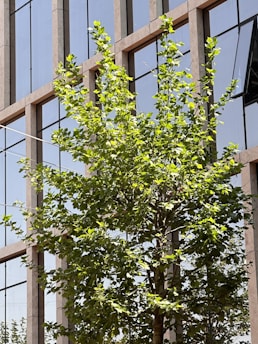 A green tree with lush foliage stands in front of a modern glass building. The building's windows reflect the sky and surrounding environment, creating a clean and urban aesthetic.