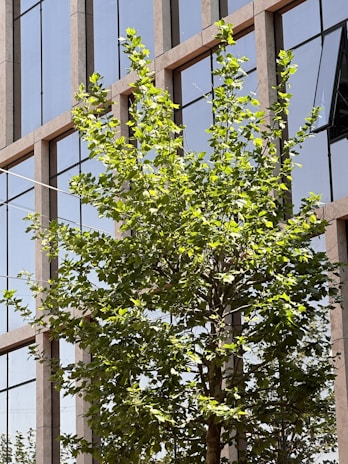 A green tree with lush foliage stands in front of a modern glass building. The building's windows reflect the sky and surrounding environment, creating a clean and urban aesthetic.