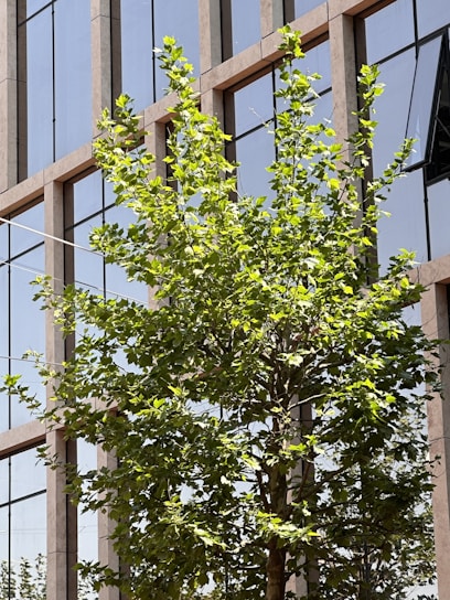 A green tree with lush foliage stands in front of a modern glass building. The building's windows reflect the sky and surrounding environment, creating a clean and urban aesthetic.