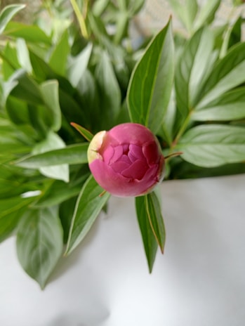 Sunlit paeonia buds just beginning to open, framed by lush green leaves.