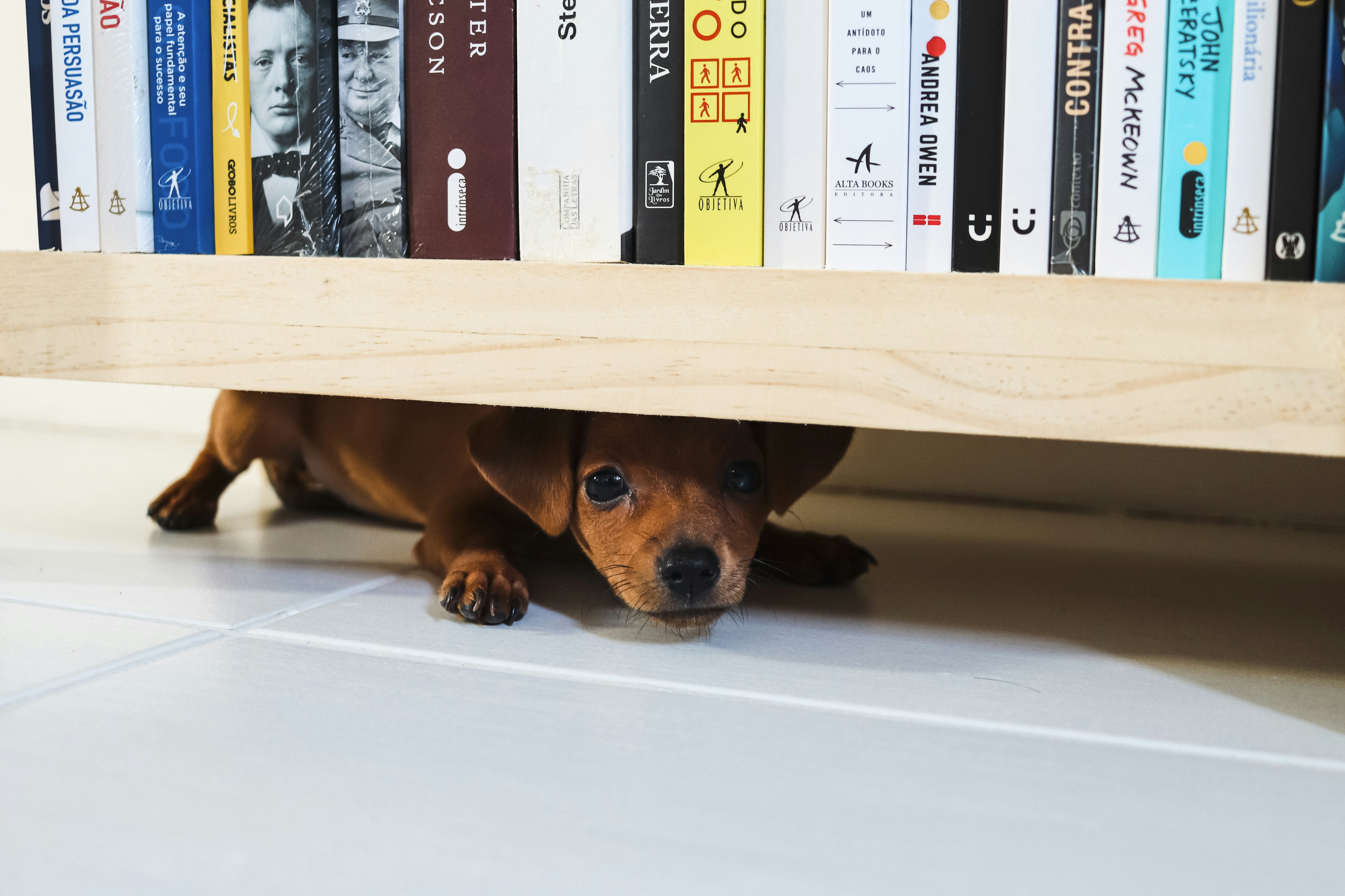 a dog is hiding under a book shelf