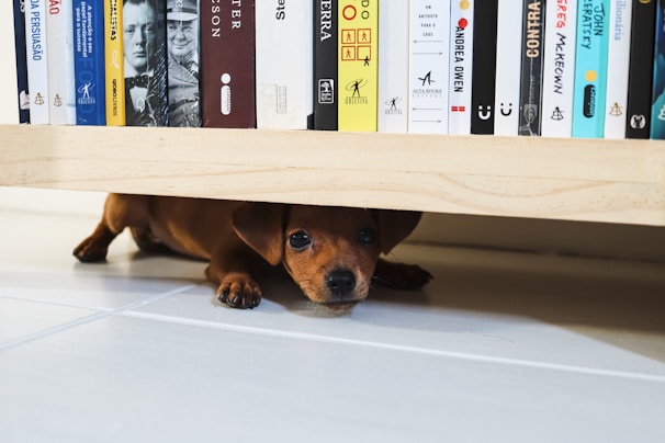 Stack of colorful dog training books fanned out on a soft blanket with a curious puppy sniffing them