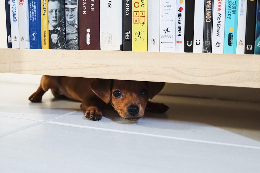a dog is hiding under a book shelf