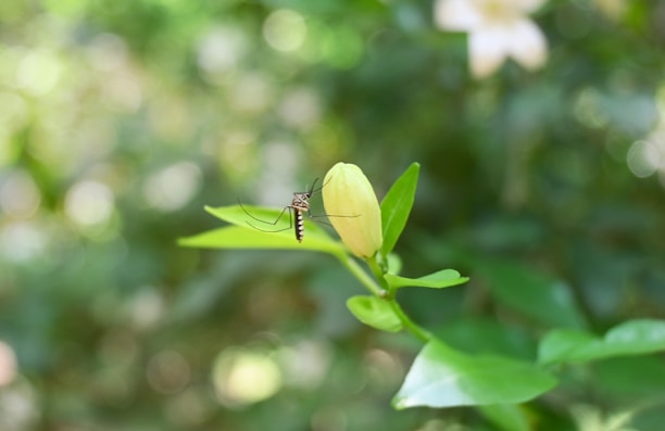 A close-up of a mosquito perched on a green leaf with a budding flower. The background is blurred with soft green and white bokeh patterns.