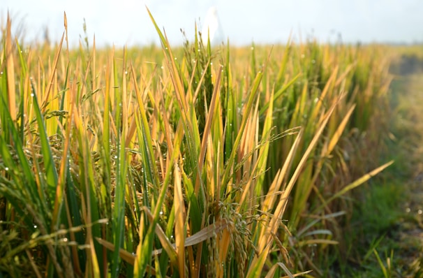 A serene golden rice field at sunrise with dew glistening on the stalks.