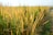A field of mature rice plants with golden stalks glistening under sunlight, extending towards the horizon. The dew drops are visible on the leaves, enhancing the fresh and vibrant appearance.