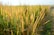 A field of mature rice plants with golden stalks glistening under sunlight, extending towards the horizon. The dew drops are visible on the leaves, enhancing the fresh and vibrant appearance.