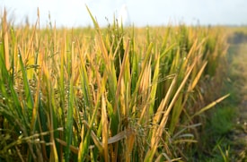 A field of mature rice plants with golden stalks glistening under sunlight, extending towards the horizon. The dew drops are visible on the leaves, enhancing the fresh and vibrant appearance.