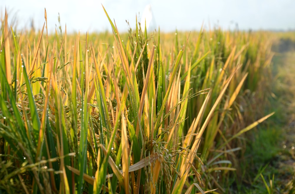 a field of grass with a dirt road in the background