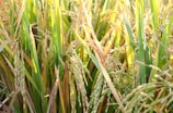 Dense green and golden stalks of rice plants with mature rice grains hanging from them in a field setting.