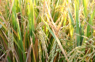 Dense green and golden stalks of rice plants with mature rice grains hanging from them in a field setting.