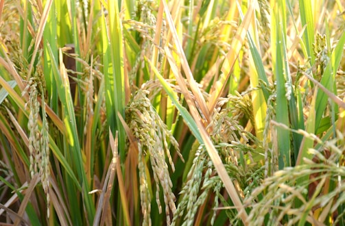 Dense green and golden stalks of rice plants with mature rice grains hanging from them in a field setting.