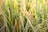 Dense green and golden stalks of rice plants with mature rice grains hanging from them in a field setting.