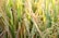 Dense green and golden stalks of rice plants with mature rice grains hanging from them in a field setting.
