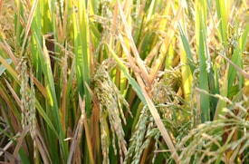 Dense green and golden stalks of rice plants with mature rice grains hanging from them in a field setting.