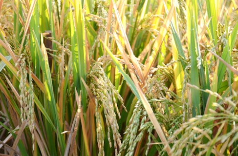 Dense green and golden stalks of rice plants with mature rice grains hanging from them in a field setting.