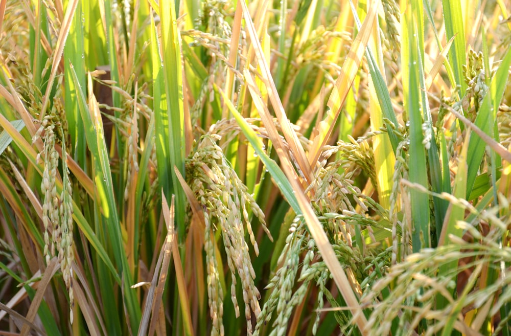 a close up of a bunch of green grass