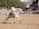 A person wearing a black hat rides a white horse at high speed in a sandy arena. The background shows blurred spectators indicating motion, as well as some green trees and structural barriers.