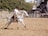 A person wearing a black hat rides a white horse at high speed in a sandy arena. The background shows blurred spectators indicating motion, as well as some green trees and structural barriers.
