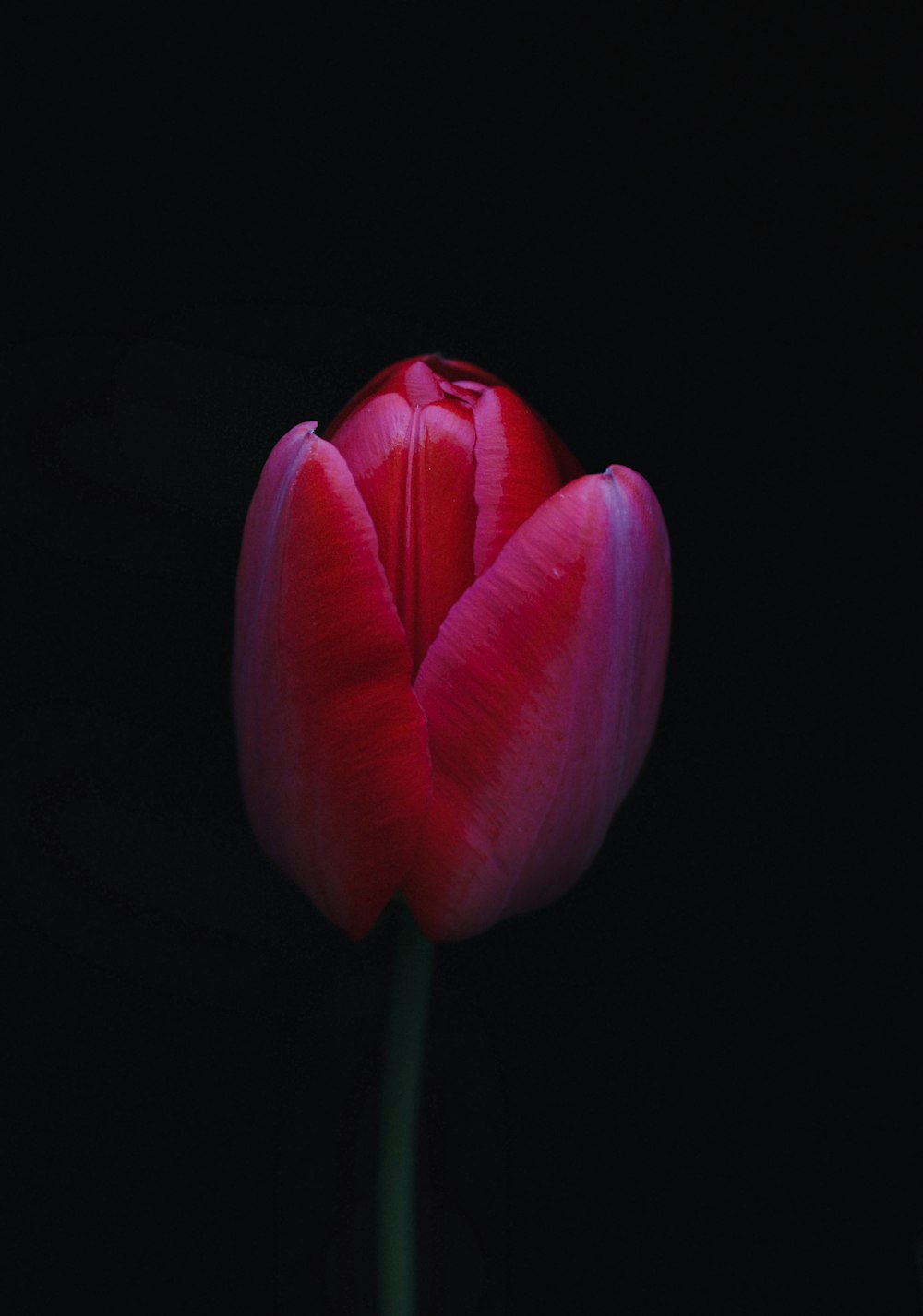 a single red tulip in the dark