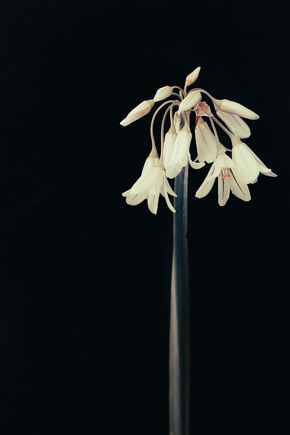 a tall white flower on a black background
