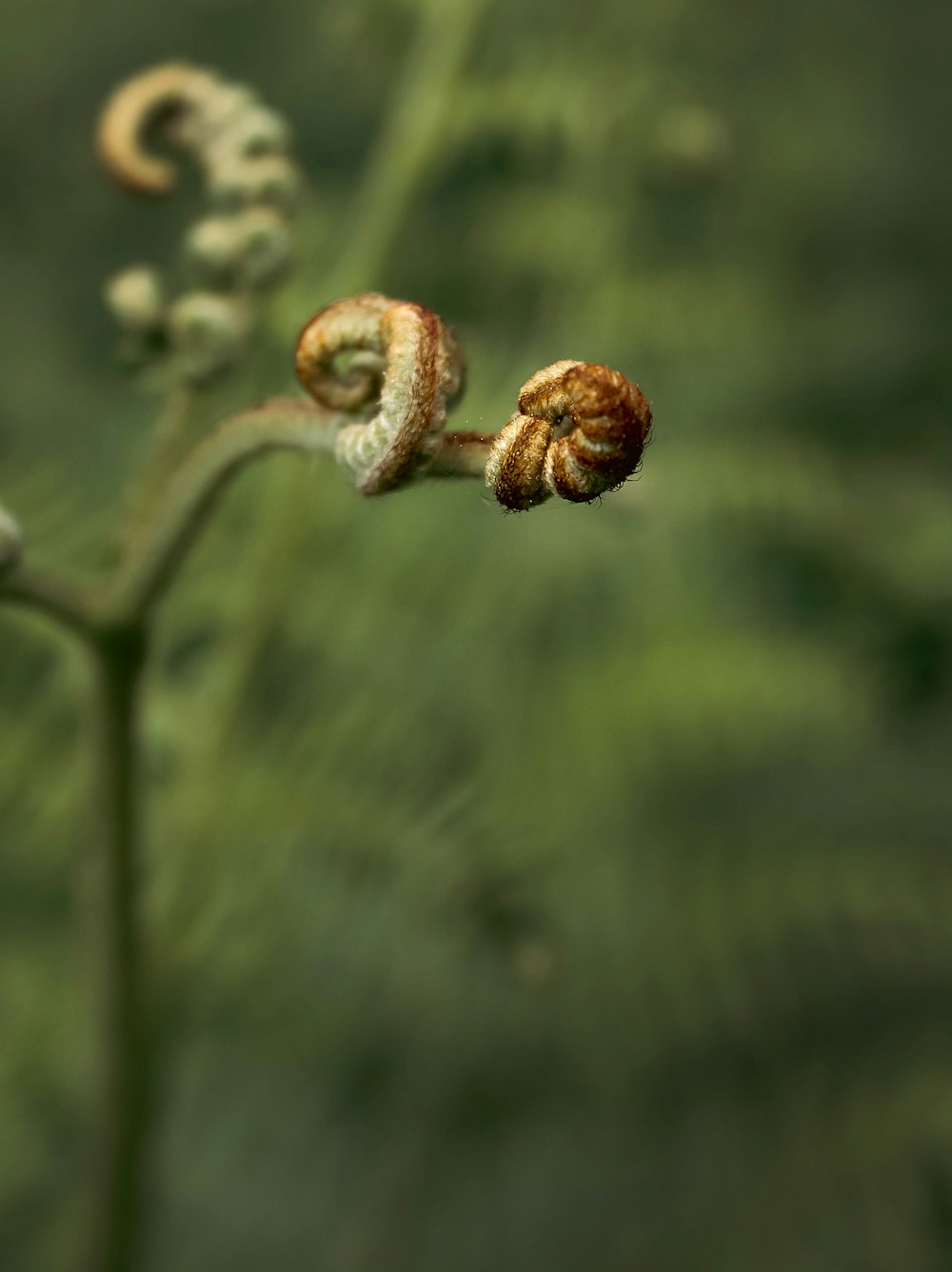 a close up of a flower with a blurry background