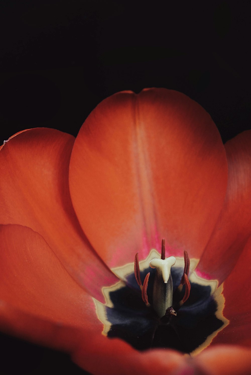 a close up of a red flower with a black background